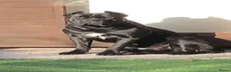Cane Corso dogs for sale: Cane Coros Puppies For Sale  - Advert 2