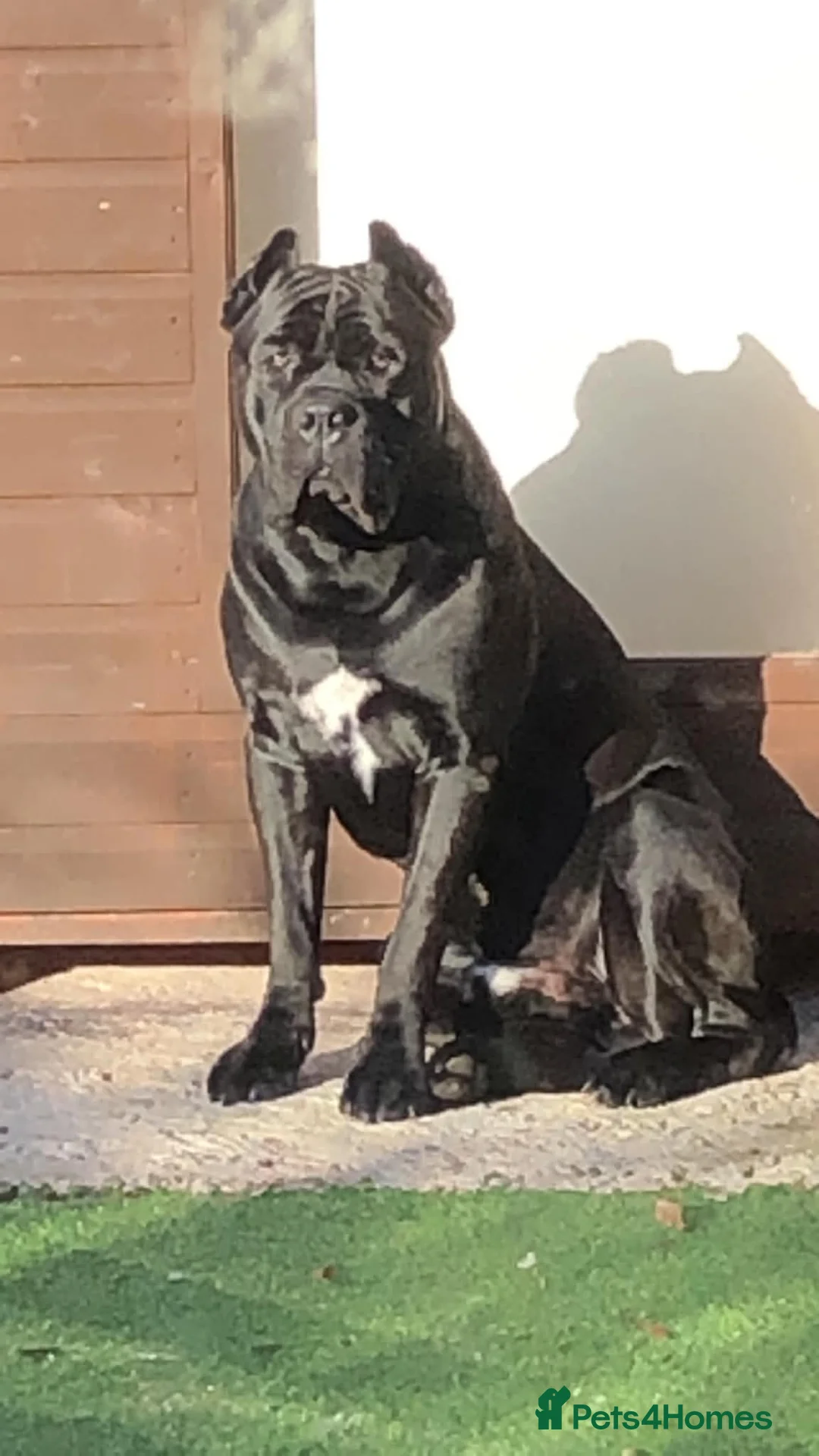 Cane Corso dogs for sale: Cane Coros Puppies For Sale  - Advert 2