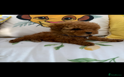 Poodle dogs for sale: Toy poodle puppies for sale  - Image 16