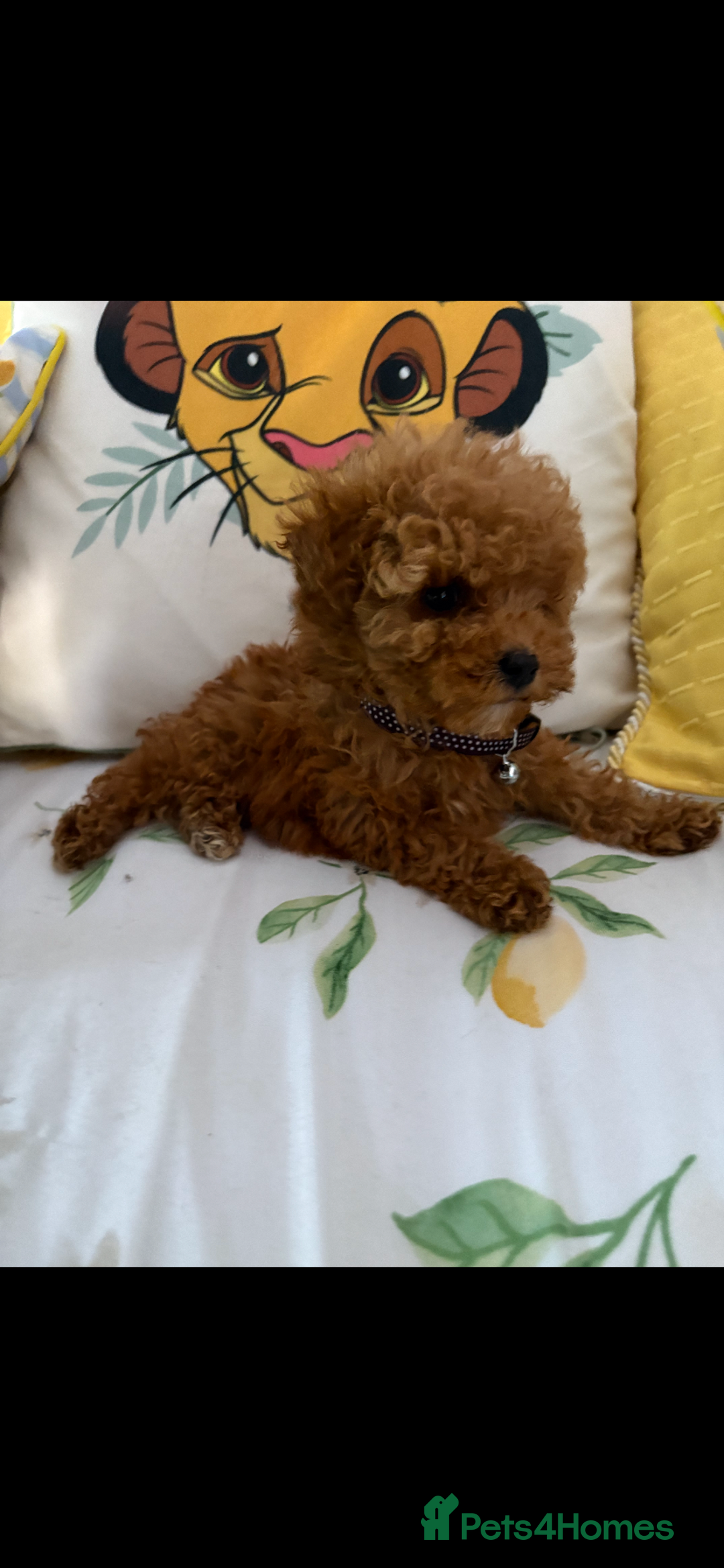 Poodle dogs for sale: Toy poodle puppies for sale  - Image 16