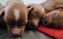 Cavapoo dogs for sale: Exceptional Quality F1 Cavapoos - Advert 7