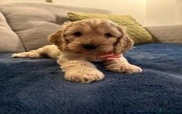 Cockapoo dogs for sale: Small F1 Cockapoos for sale - Image 3