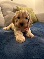 Cockapoo dogs - Advert 6