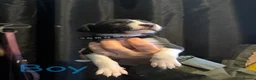 Mixed Breed dogs for sale: LAST BOY- Saluki Greyhound puppies - Advert 26