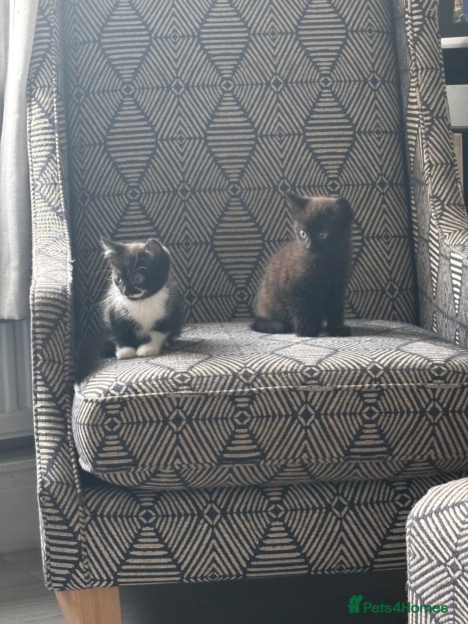 Mixed Breed cats for sale: Kittens for sale in Wigan - Advert 4
