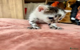 Bengal cats for sale: 4 pure bangal and 5 bengal x kittens - Image 13
