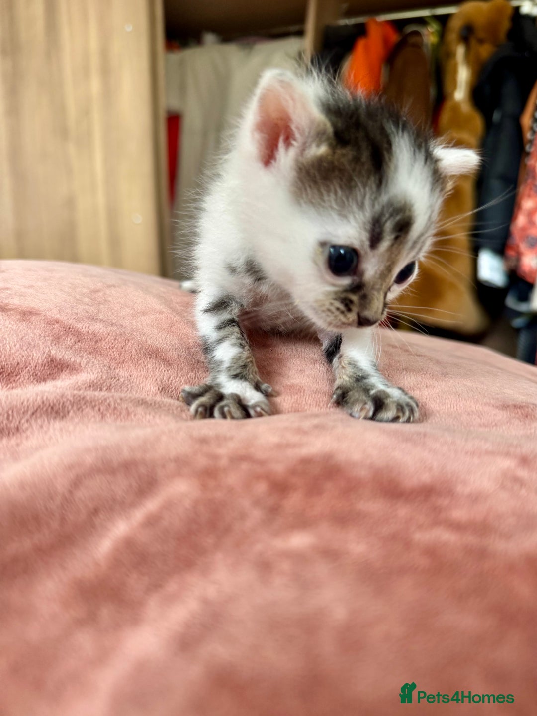 Bengal cats for sale: 4 pure bangal and 5 bengal x kittens - Image 13
