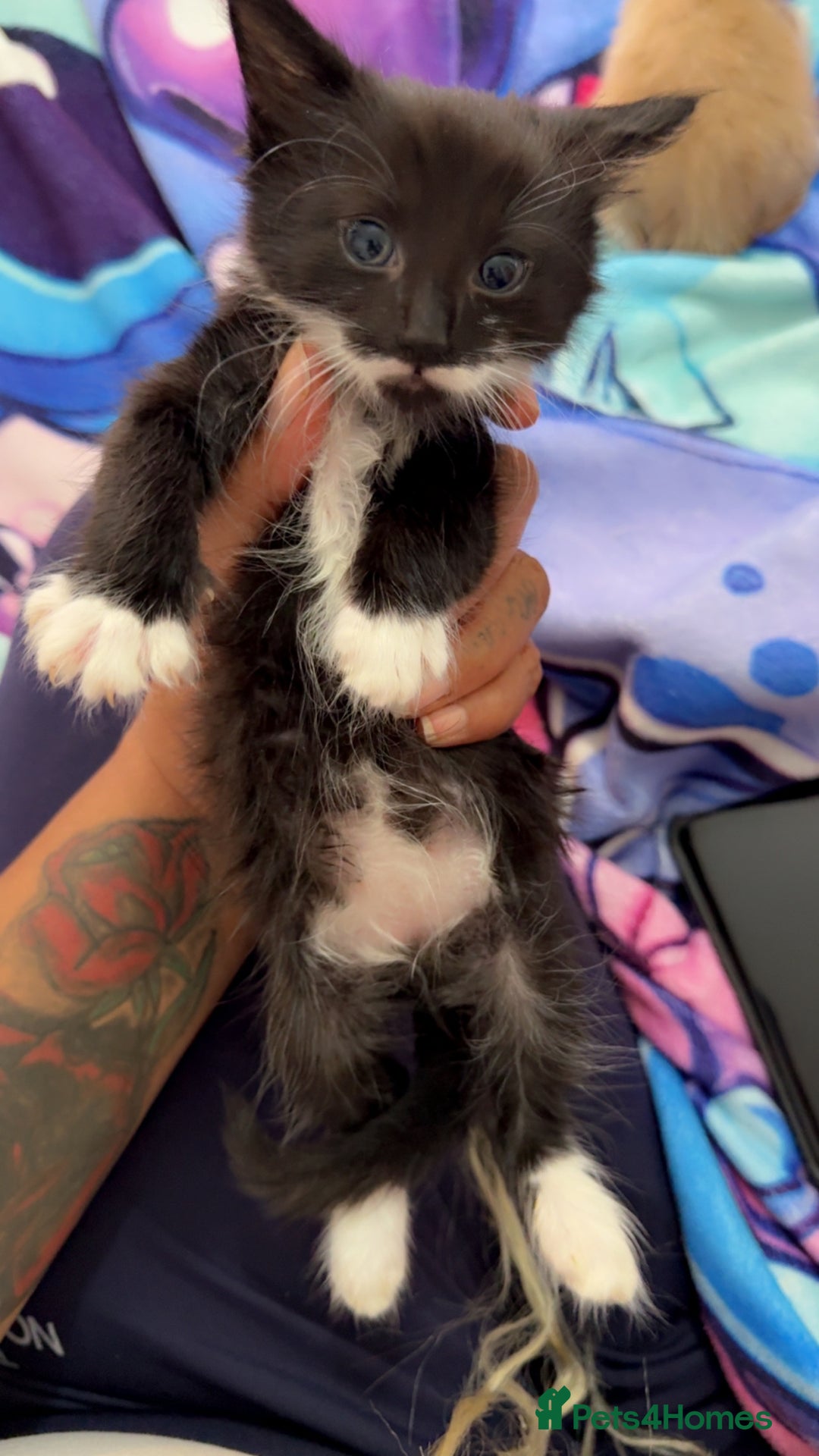 British Shorthair cats for sale: Kittens forsale  - Image 10