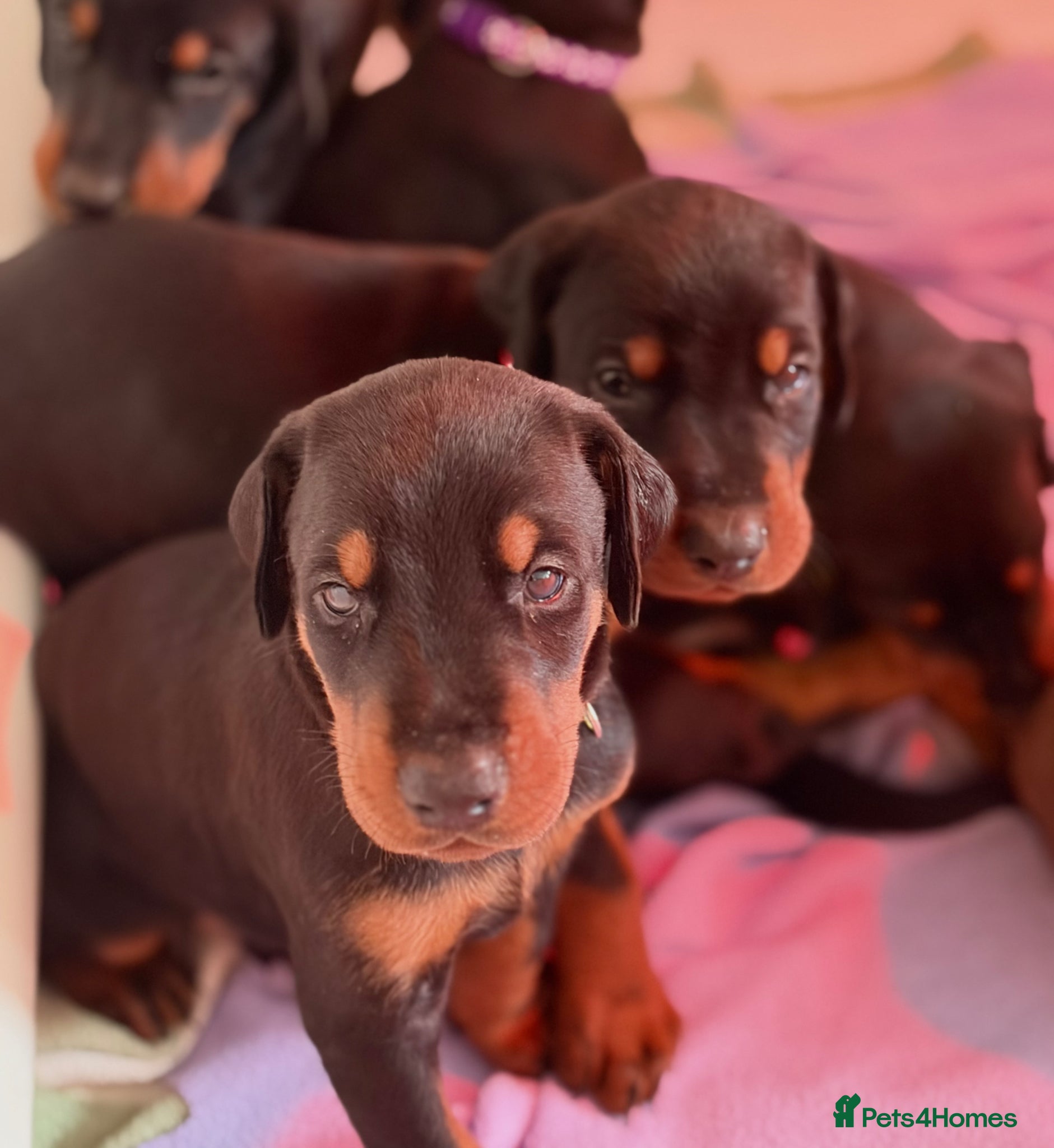 Dobermann dogs KC Registered Doberman Puppies | Health Tested 🐾 - Advert 1