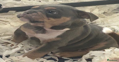 Mixed Breed dogs - Advert 16