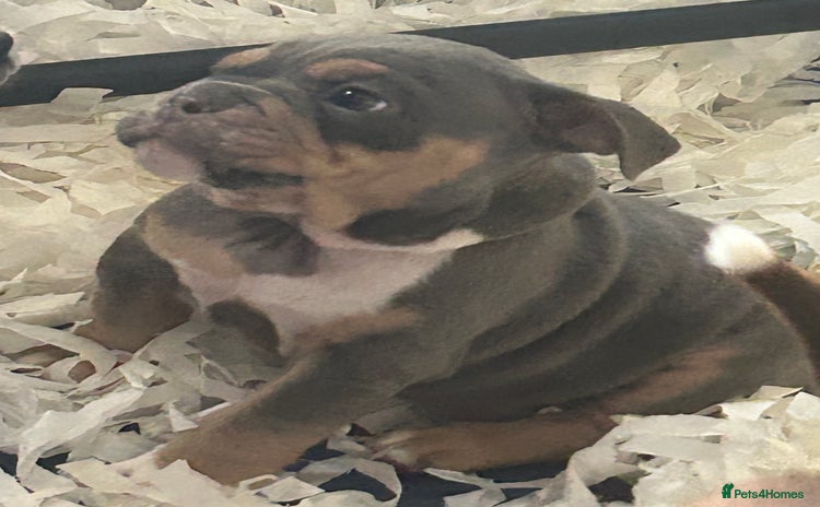 Mixed Breed dogs - Advert 2
