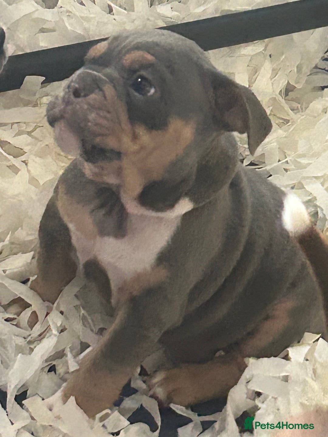 Mixed Breed dogs for sale: Bulldog puppy’s ready (5 BOYS LEFT 💙) - Image 6