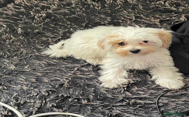 Maltipoo dogs in Romford - Advert 7