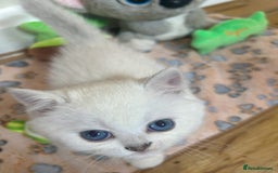 British Longhair cats for sale: 5 Beautiful blue eyed British Shorthair in London - Image 25
