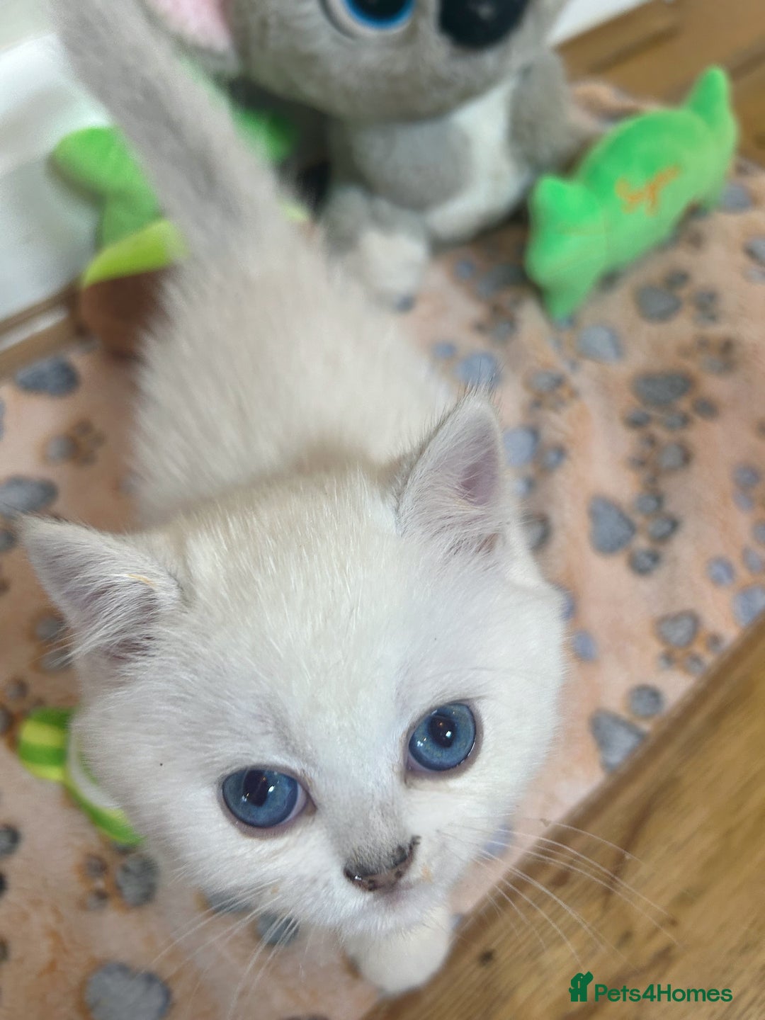British Longhair cats for sale: 5 Beautiful blue eyed British Shorthair in London - Image 25