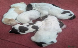 Cocker Spaniel dogs for sale: KC Reg W/T Roan Cocker Spaniels - Image 1