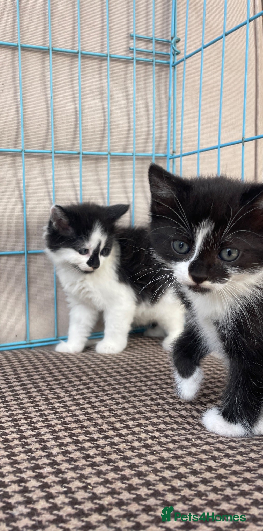 Mixed Breed cats  Beautiful Longhaired kittens  - Advert 2