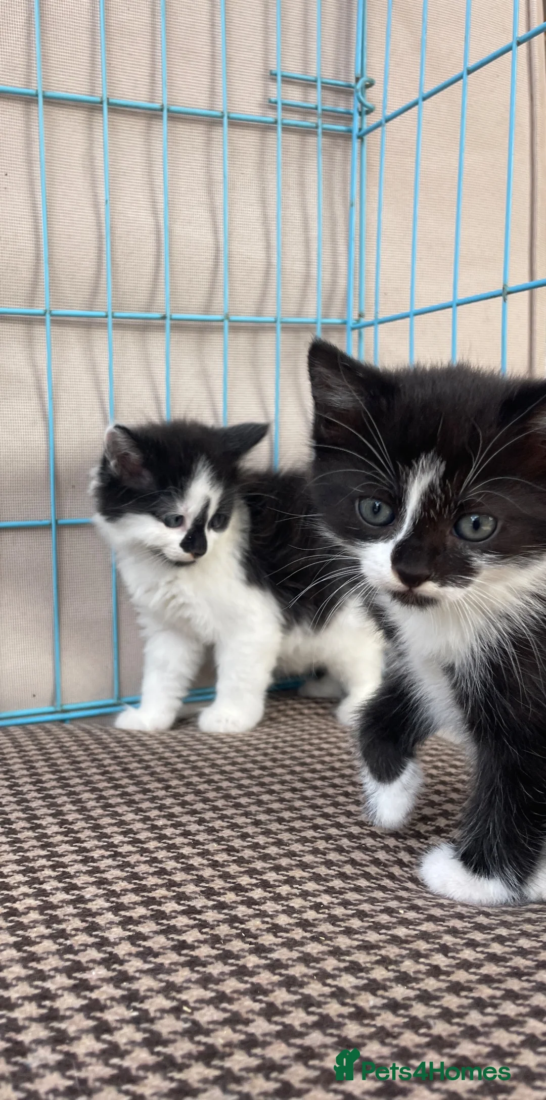 Mixed Breed cats for sale:  Beautiful Longhaired kittens  - Advert 1