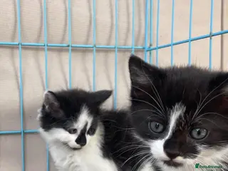 Mixed Breed cats Beautiful Longhaired kittens - Advert 2