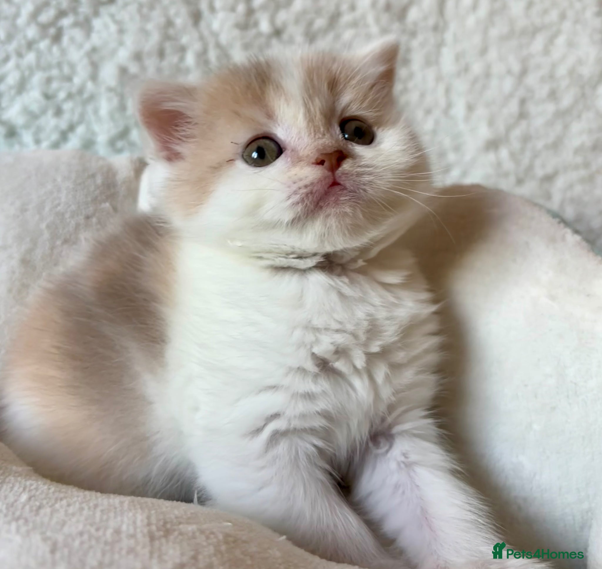 Scottish Fold cats Pedigree Adorable Scottish Fold Kittens  - Advert 16