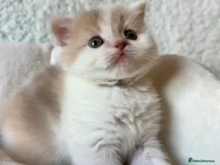 Scottish Fold cats Pedigree Adorable Scottish Fold Kittens - Advert 10