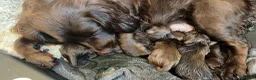 Cocker Spaniel dogs for sale: 1 KC Liver Cockers Spaniel Boy Available  - Advert 21