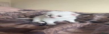 Scottish Fold 2
