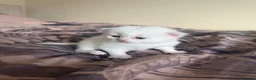 Scottish Fold cats for sale: Scottish Fold & Straight Kittens – Blue Eyes - Advert 15