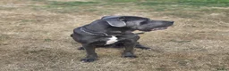 Cane Corso dogs for sale: 4 Stunning Cane Corso Big Boys!!! - Advert 7