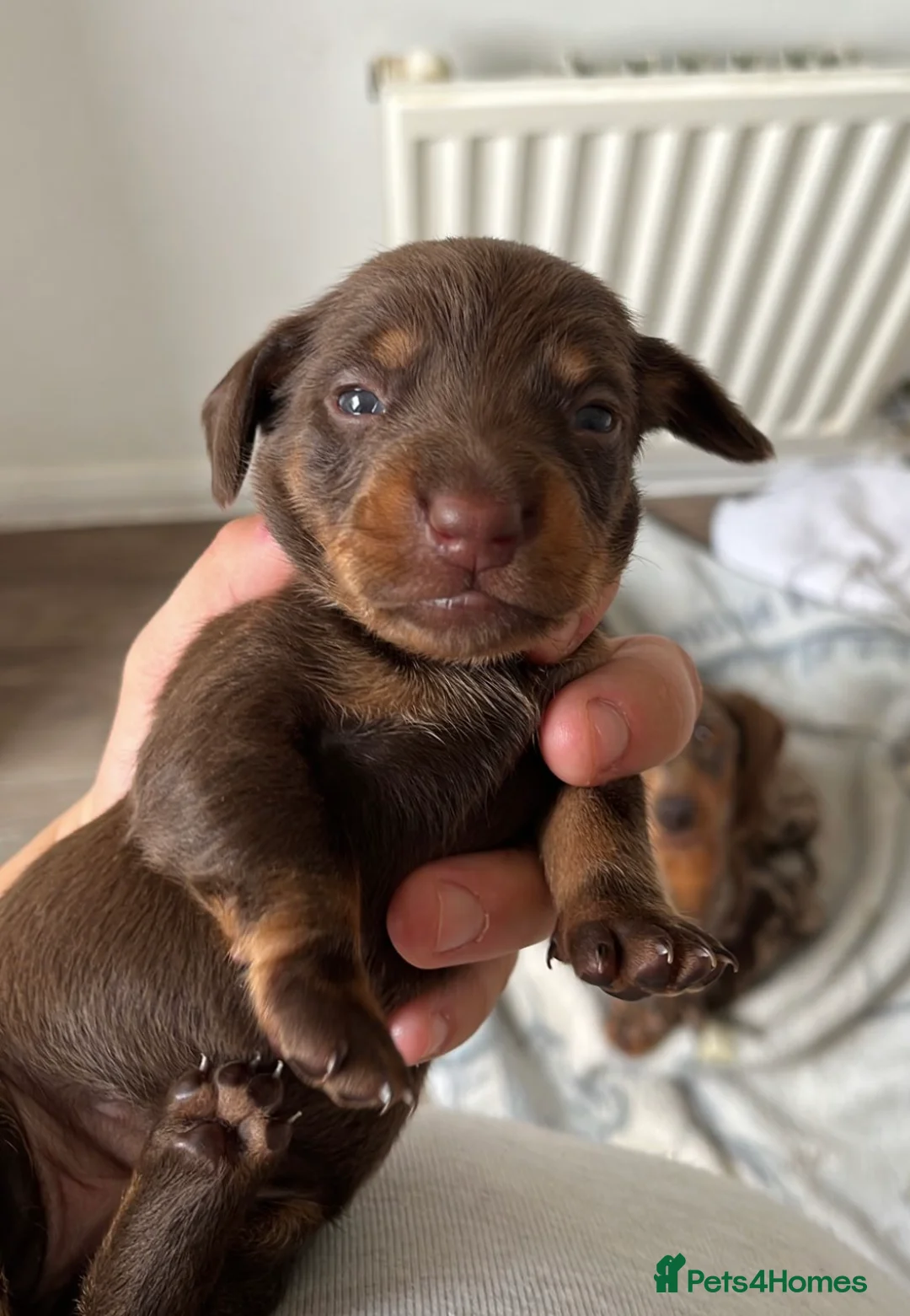 Dachshund dogs for stud: *STUD* mini in Romford - Advert 12