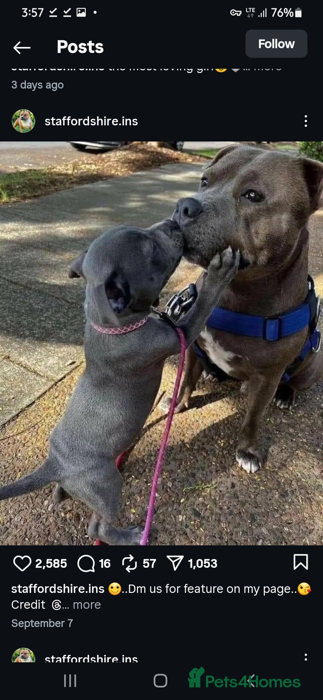 Staffordshire Bull Terrier dogs for sale: Staffordshire bull terrier babies - Image 8