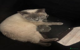 British Shorthair cats for sale: GCCF chunky blue British shorthair kittens😻🐾 - Image 12