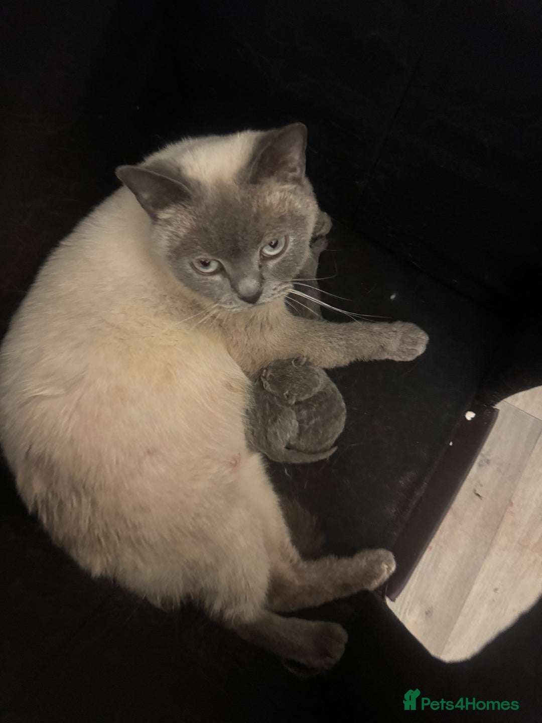 British Shorthair cats for sale: GCCF chunky blue British shorthair kittens😻🐾 - Image 12