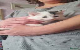 Mixed Breed cats for sale: Mixed breed kittens for sale  - Image 3