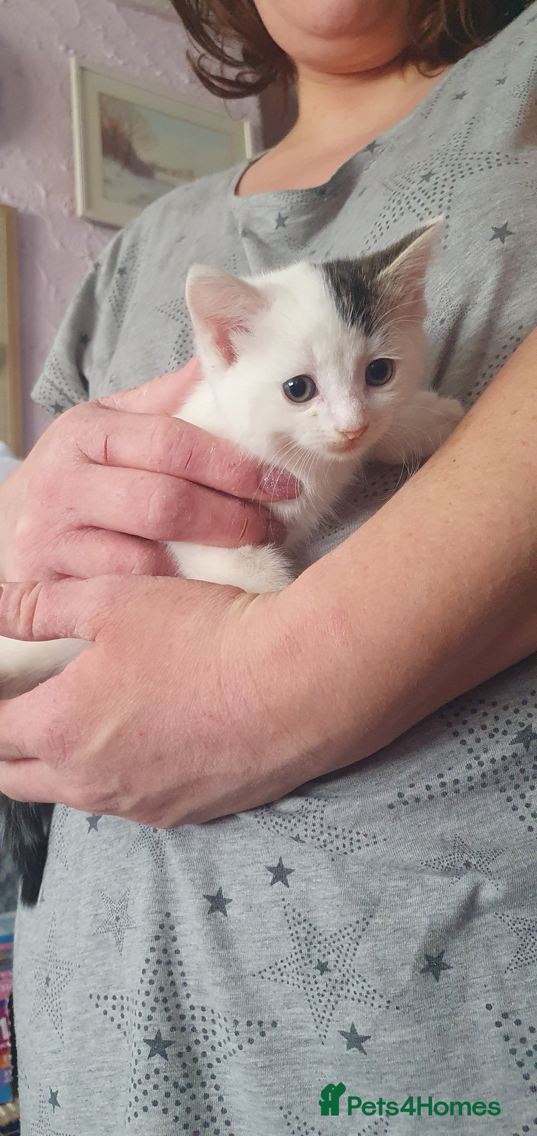 Mixed Breed cats for sale: Mixed breed kittens for sale  - Image 3
