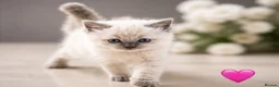 Ragdoll cats for sale: ✨ Beautiful Ragdoll Kittens – Ready Soon ✨ in Chelmsford - Advert 6
