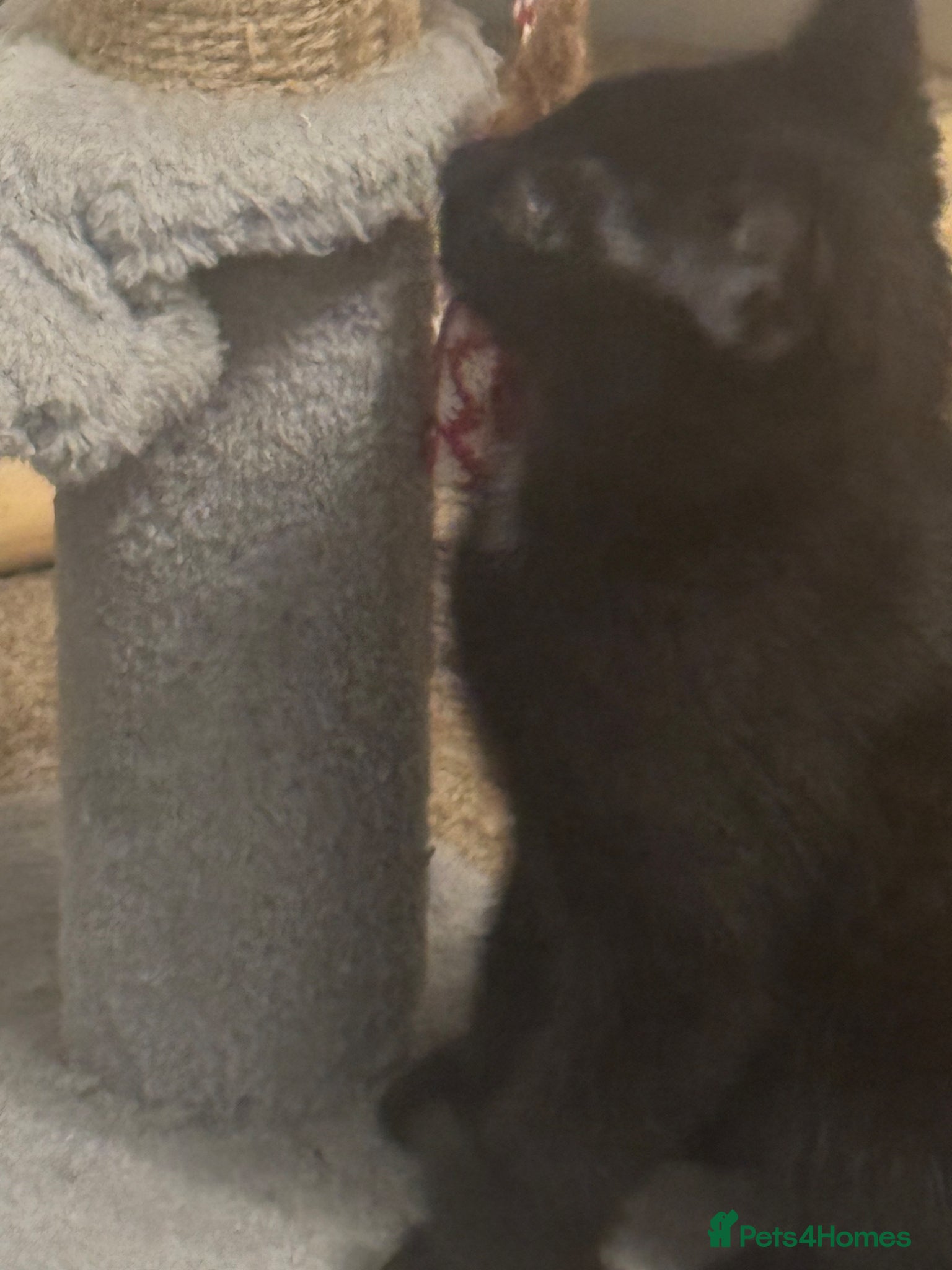 Mixed Breed cats for sale: 4 kittens For sale | £30 read description please  in Bolton - Advert 11