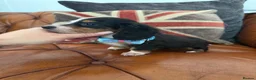 Miniature Dachshund dogs for sale: Miniature Dachshund 5 ⭐ License 5 ⭐ reviews - Advert 8