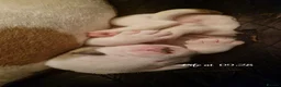 American Bulldog dogs for sale: These 3 babies are looking for there forever home - Advert 14