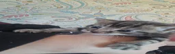 British Longhair cats for sale: 4 longhaird kittens  in Cleckheaton - Advert 3