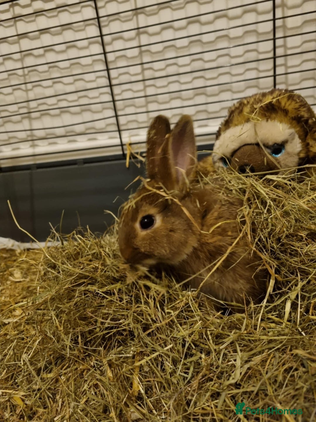 Rex rabbits for sale: 2 rex rabbits one femal and one male  - Image 7