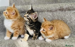 Mixed Breed cats for sale: Stunning Turkish angora x Maine coon - Image 1