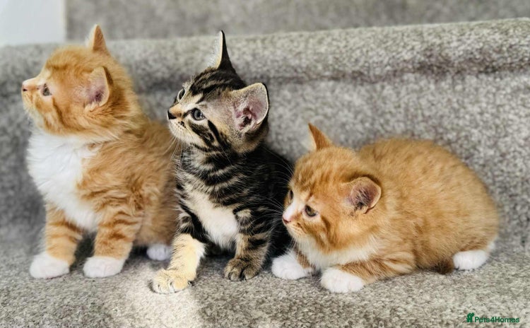 Mixed Breed cats - Advert 3
