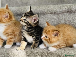 Mixed Breed cats - Advert 30