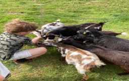 Goats livestock for sale: Gorgeous pigmy goats for sale - Image 14