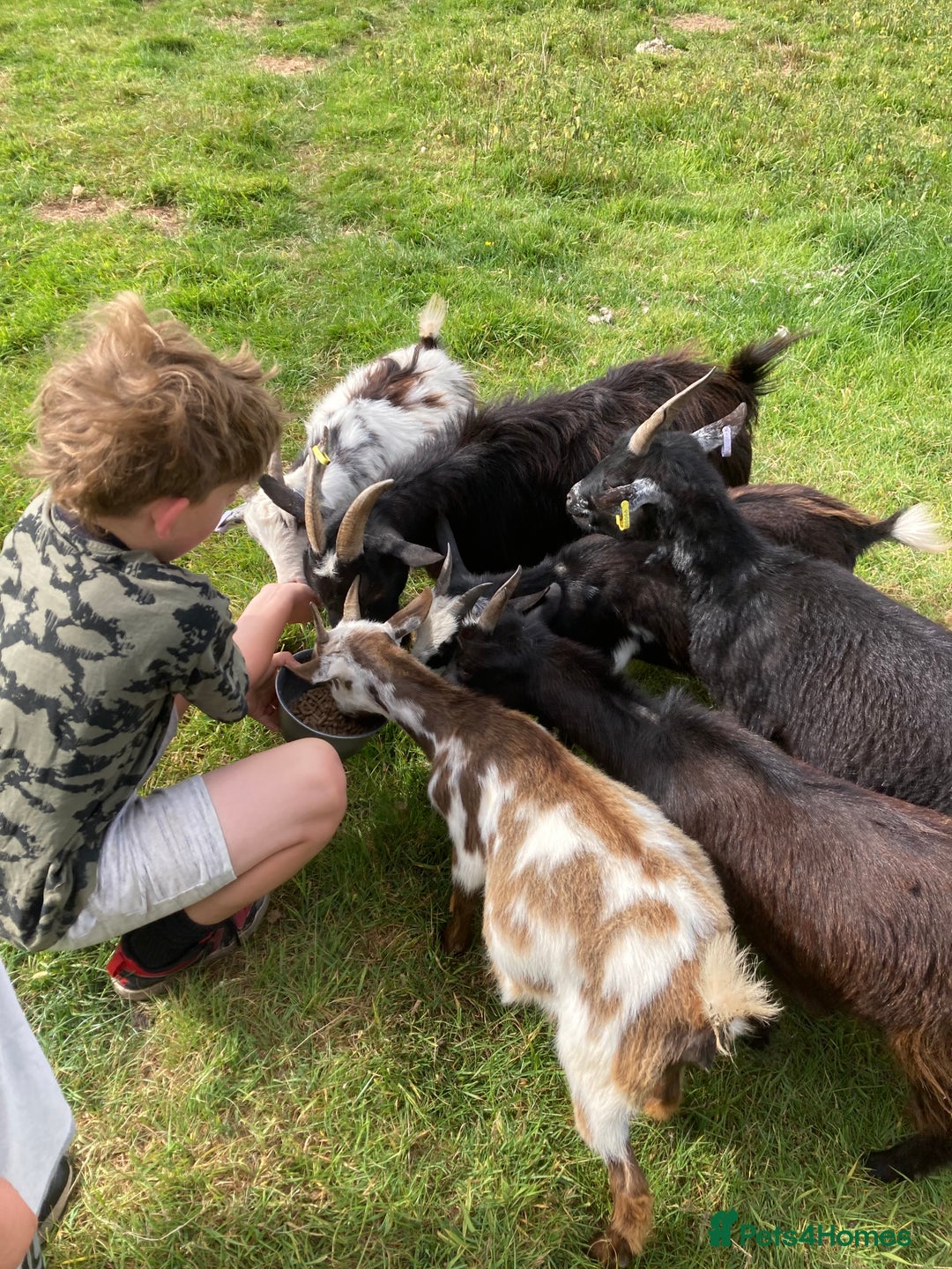 Goats livestock for sale: Gorgeous pigmy goats for sale - Image 14