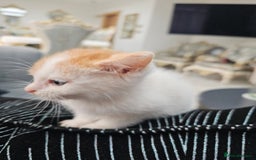 Russian Blue cats for sale: Lovley Russian white/Persian  - Advert 25