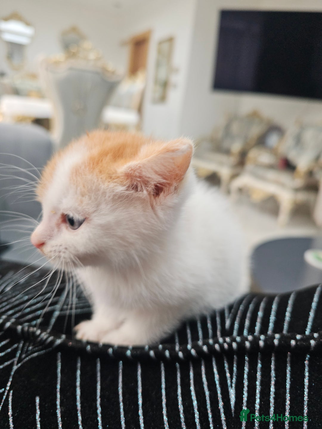 Russian Blue cats for sale: Lovley Russian white/Persian  - Advert 25