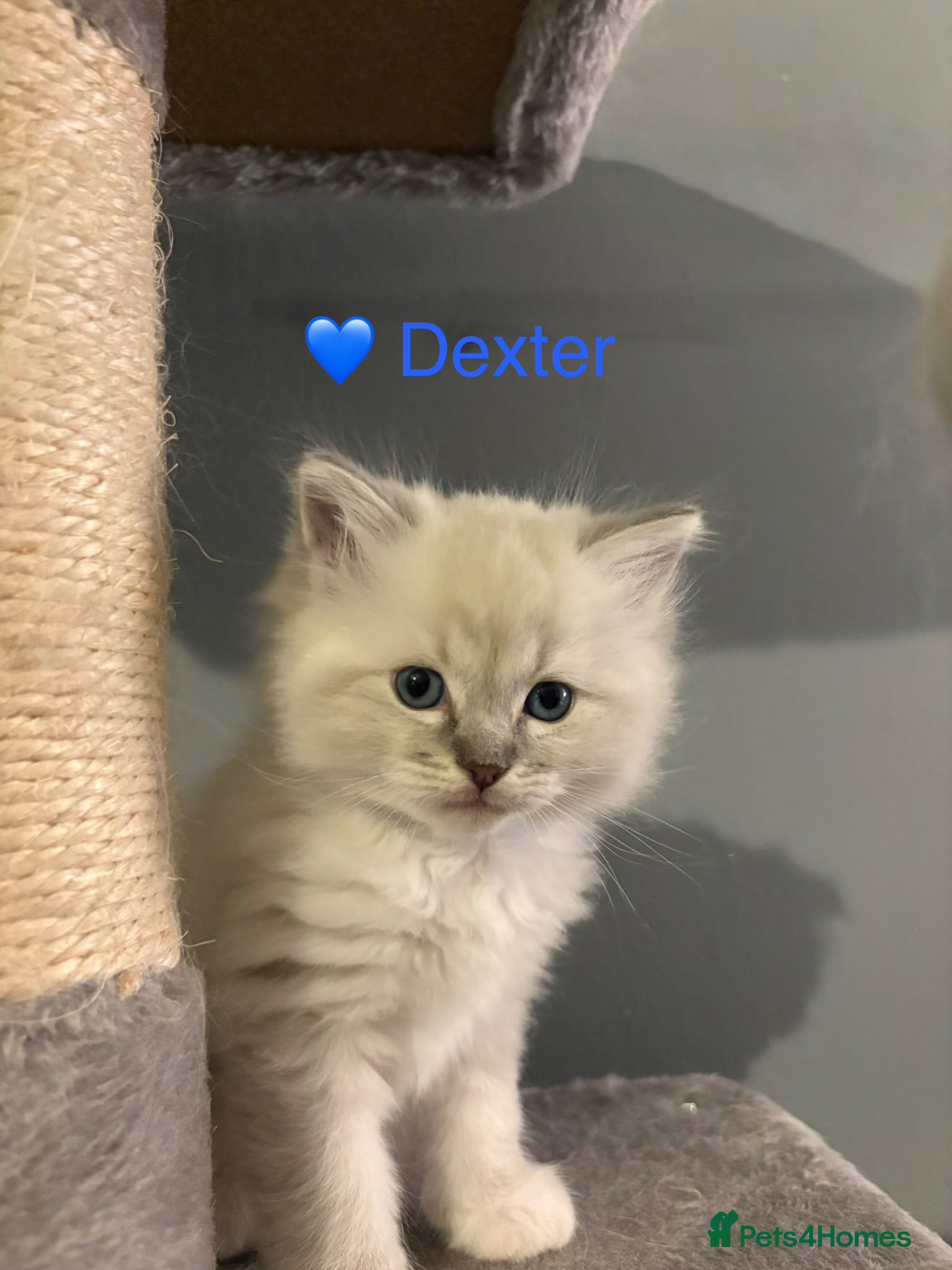 Ragdoll cats GCCF Registered - blue Ragdoll’s  - Advert 6