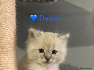 Ragdoll cats GCCF Registered - blue Ragdoll’s - Advert 6